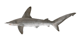 SMOOTH HAMMERHEAD