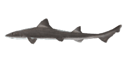 STELLATE SMOOTH-HOUND