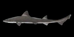 STELLATE SMOOTH-HOUND