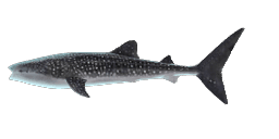 WHALE SHARK