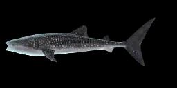 WHALE SHARK