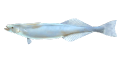 WHITE SUCKERFISH