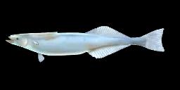 WHITE SUCKERFISH