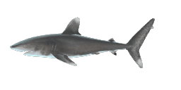 WHITETIP SHARK