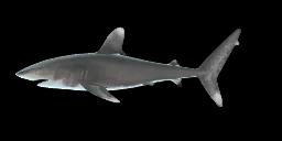 WHITETIP SHARK