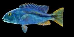 AFRICAN PARROT CICHLID