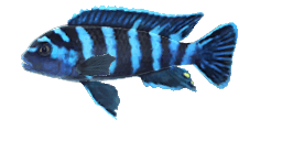 DEMASON'S CICHLID