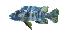 MARBLED MBUNA