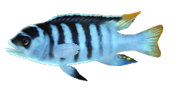 STRIPED MBUNA