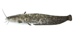 EUROPEAN CATFISH