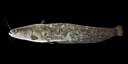 EUROPEAN CATFISH