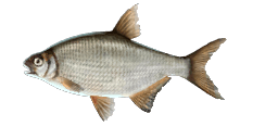 FRESHWATER BREAM