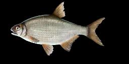 FRESHWATER BREAM