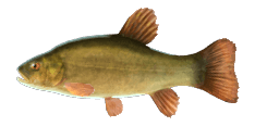 GREEN TENCH