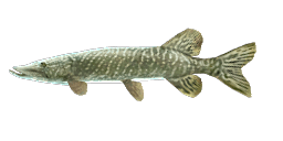 MASURIAN PIKE