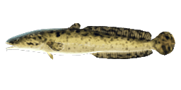 NORTHERN BURBOT