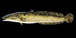 NORTHERN BURBOT