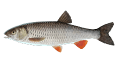 ORANGE-FIN CHUB