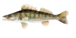 PIKE-PERCH