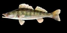 PIKE-PERCH