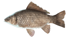 ROUND CARP