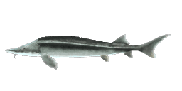 STERLET STURGEON