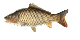 WILD CARP