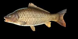 WILD CARP