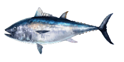 ATLANTIC BLUEFIN TUNA