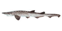 BLACKMOUTH CATSHARK