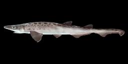 BLACKMOUTH CATSHARK