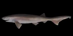 GIANT BLUNTNOSE SIXGILL SHARK