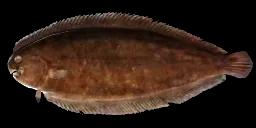 COMMON SOLE