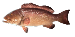 DUSKY GROUPER