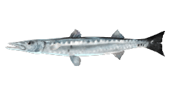 EUROPEAN BARRACUDA