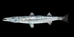 EUROPEAN BARRACUDA