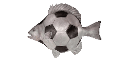 FOOTBALL FISH