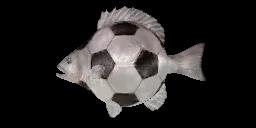 FOOTBALL FISH