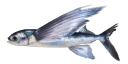 BLUE FLYINGFISH