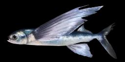 BLUE FLYINGFISH