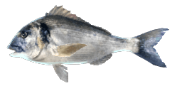 GILT-HEAD BREAM