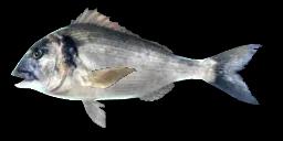 GILT-HEAD BREAM