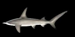 GREAT HAMMERHEAD SHARK