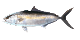 GREATER AMBERJACK