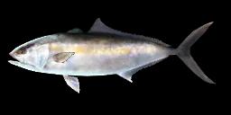 GREATER AMBERJACK