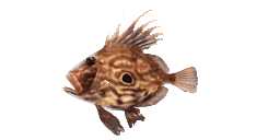 JOHN DORY