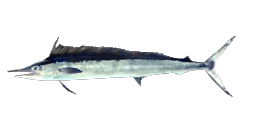 MEDITERRANEAN SPEARFISH