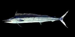 MEDITERRANEAN SPEARFISH