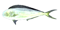 POMPANO SREBRZYSTE