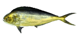 POMPANO DOLPHINFISH